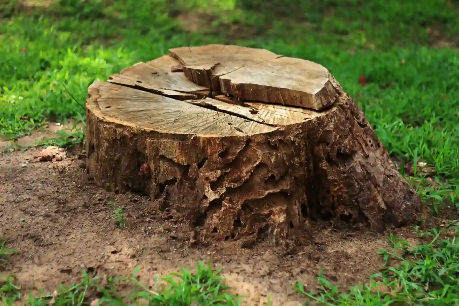 A round, rough-textured tree stump with cracks in the top, featuring dark brown bark and sitting on a patch of dirt surrounded by bright green grass, indicating recent tree removal in Suffolk County, NY.