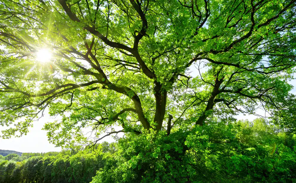 A beautiful, large oak tree with a sprawling, dense canopy of bright green leaves, backlit by a brilliant sunburst in the top left corner, overlooking a forest line in Suffolk County, NY.